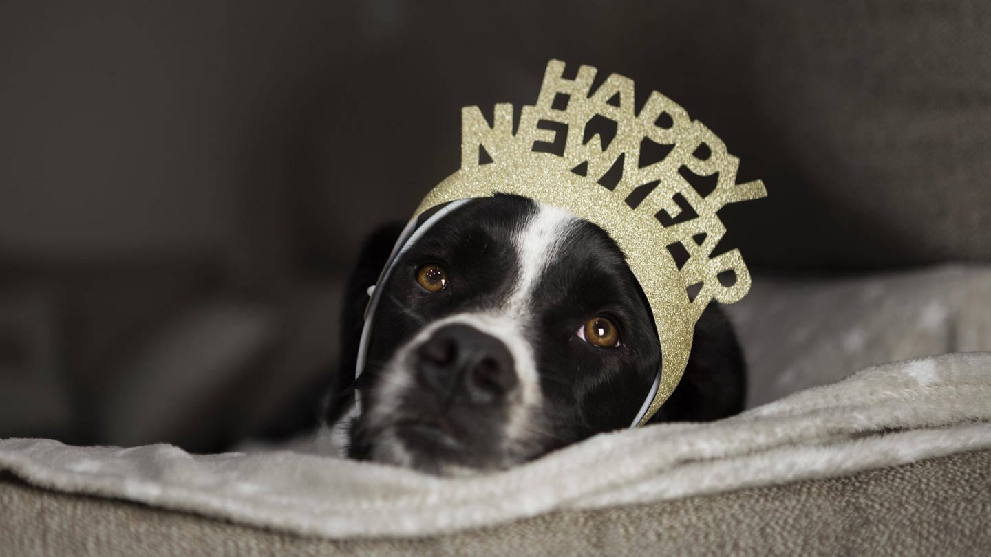 Hund mit Frohes Neues Jahr Krone (Foto: IMAGO, IMAGO / imagebroker)