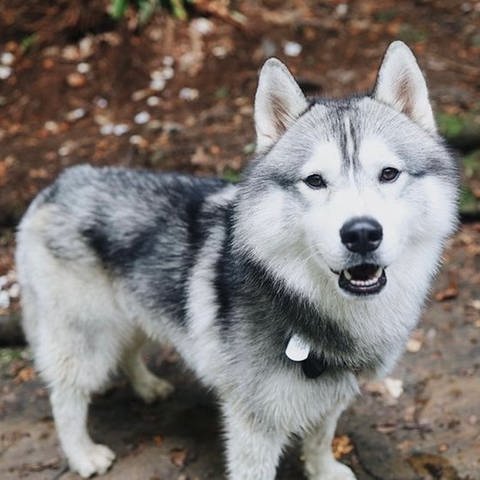 Foto von Kobe, dem Hund, der das Gasleck entdeckt hat und damit die Nachbarschaft gerettet hat (Foto: Screenshot Instagram @kobealexanderthehusky // Chanell Bell)