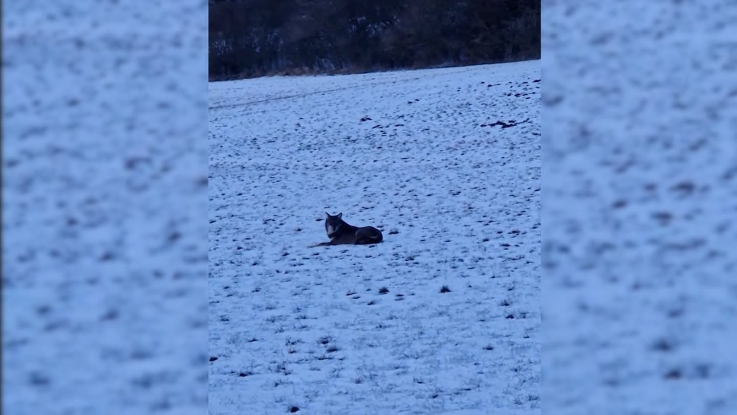 Wolf auf verschneitem Feld bei Oberkochen: Das Video wurde von einem Spaziergänger gefilmt (Foto: Quelle: Privat)