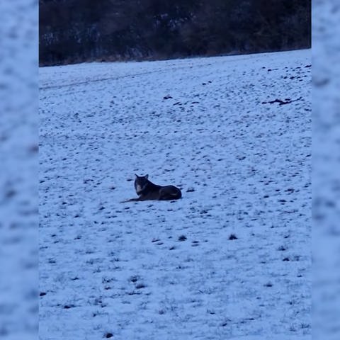 Wolf auf verschneitem Feld bei Oberkochen: Das Video wurde von einem Spaziergänger gefilmt (Foto: Quelle: Privat)