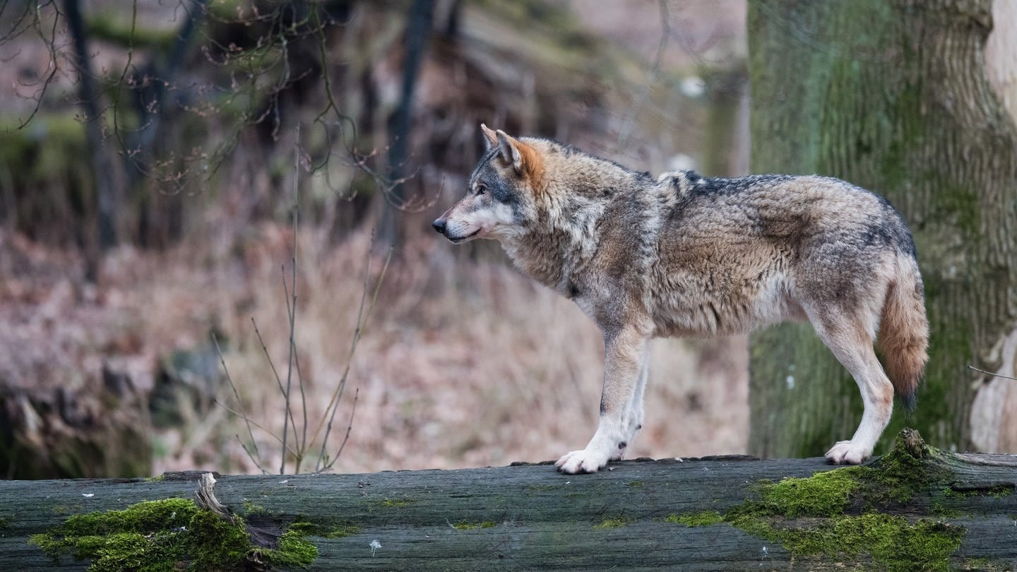 Ein Europäischer Wolf (Canis lupus lupus) steht in einem Gehege im Wisentgehege auf einem Baumstamm. Der Leitwolf des Rodewalder Rudels entzieht sich seit einem Jahr erfolgreich seinen Verfolgern. Weil er immer wieder Nutztiere gerissen hat, ist das Tier mit der offiziellen Kennung GW717m zum Problemwolf geworden. (Foto: dpa Bildfunk, picture alliance/dpa | Julian Stratenschulte)