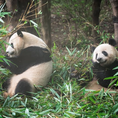 Große Pandas essen Bambus (Foto: IMAGO, IMAGO / Shotshop)
