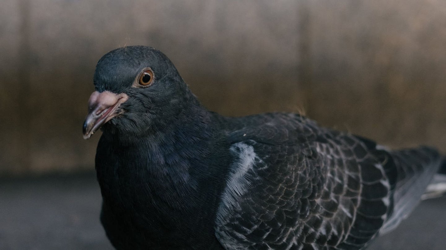 In Indien ist eine Taube nach acht Monaten im Knast wieder freigekommen. (Foto: Pexels)