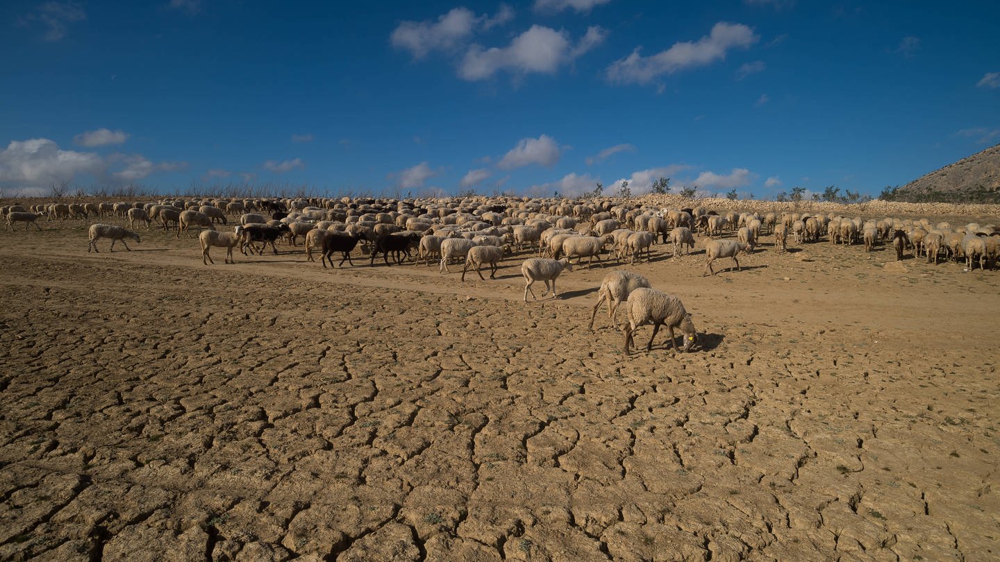 Schafe auf einer komplett trockenen Ebene: Im Süden von Spanien herrscht Anfang 2024 eine extreme Dürre. (Foto: IMAGO, IMAGO / SOPA Images)