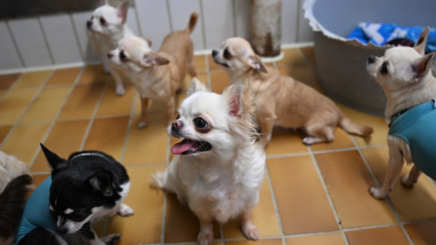 Gerettete Chihuahua Hunde aus einem Fall von 