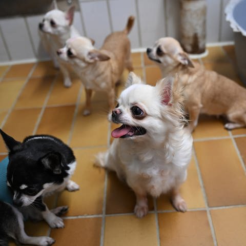 Gerettete Chihuahua Hunde aus einem Fall von "animal hoarding" (pathologisches Horten von Tieren) sind im Tierheim Stuttgart untergebracht und werden von hier an neue verantwortungsvolle Besitzer verteilt. (Foto: dpa Bildfunk, picture alliance/dpa | Bernd Weißbrod)