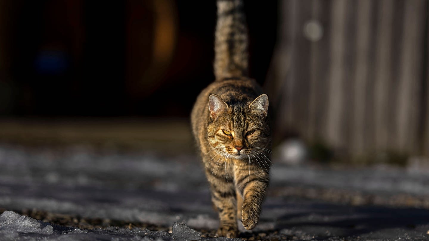 SYMBOLBILD: Hauskatze streift skeptischen Blickes durch den Hof. (Foto: IMAGO, IMAGO / MiS)