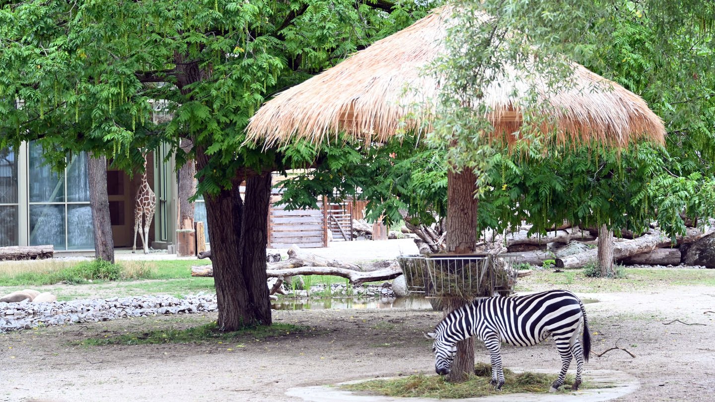 Eine verstorbene Person hat dem Zoo Karlsruhe mehr als eine Million Euro geschenkt. Die Kohle ist schon verplant. (Foto: dpa Bildfunk, picture alliance/dpa | Uli Deck)
