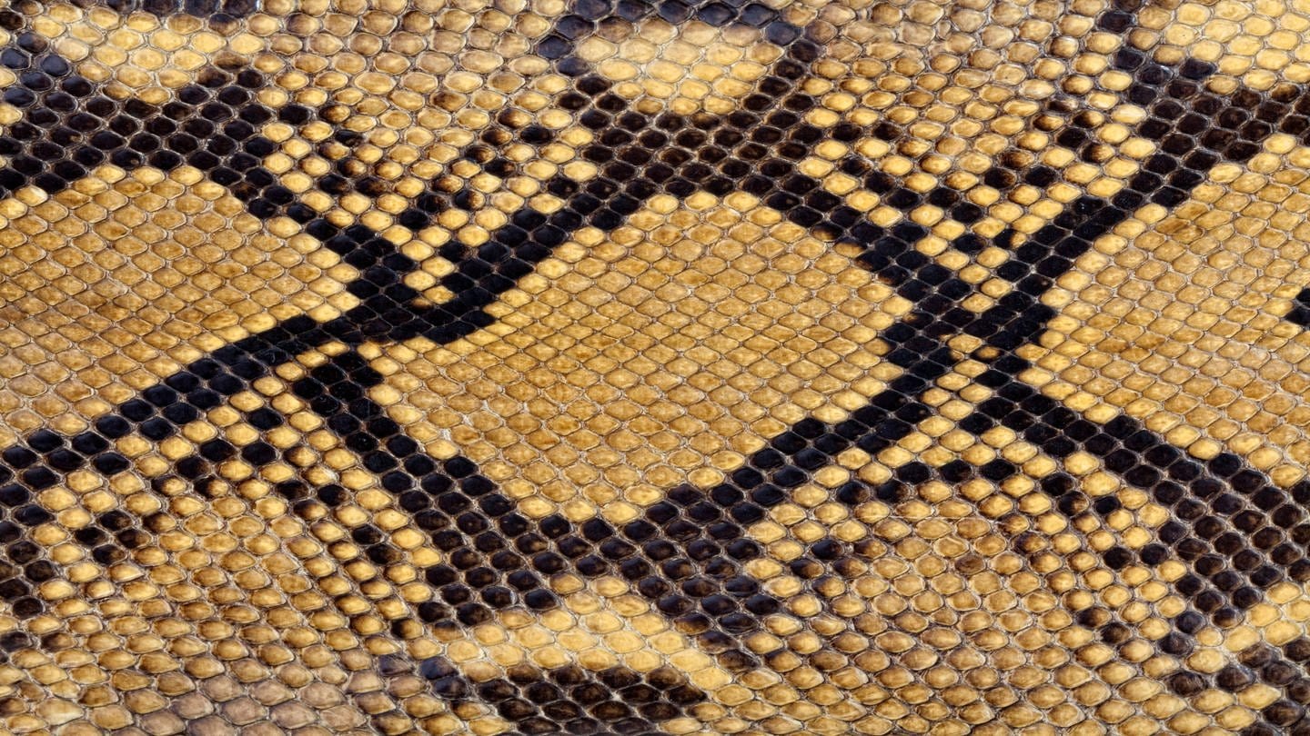 Schlangenhaut (Foto: IMAGO, IMAGO / Zoonar)