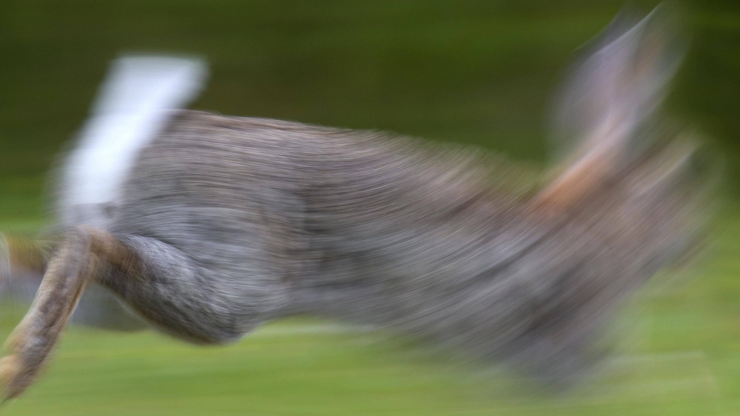 Ein verschwommenes Wildkaninchen (Oryctolagus cuniculus), gewöhnliches Kaninchen, das im Feld läuft (Foto: IMAGO, IMAGO / imagebroker)