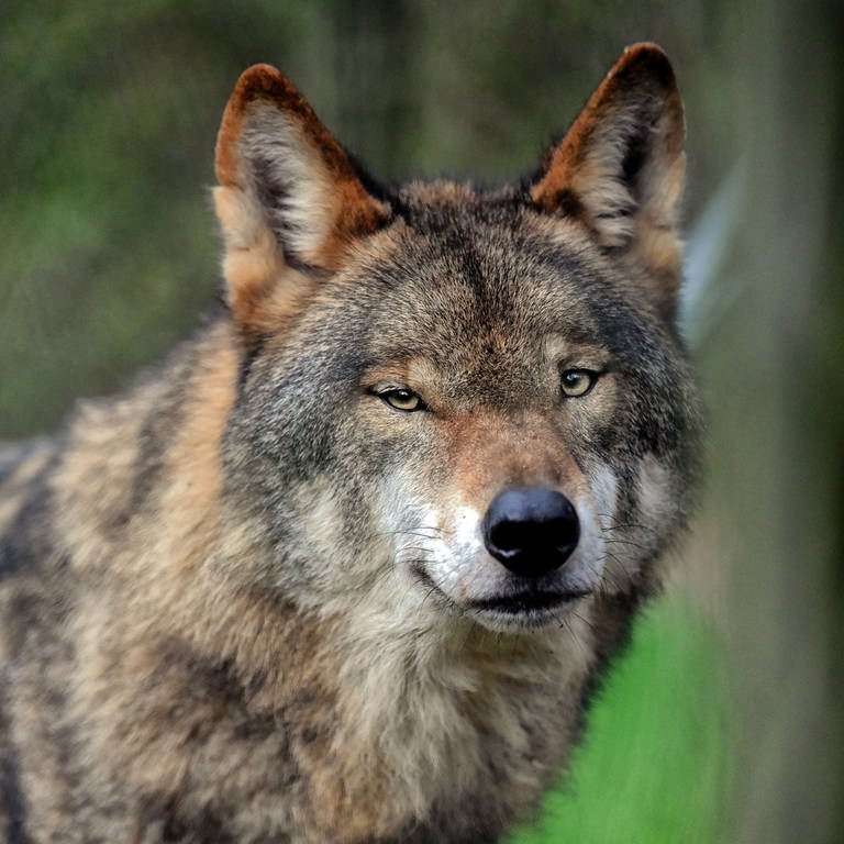 Wolf im Tierpark (Foto: IMAGO, IMAGO / Funke Foto Services)