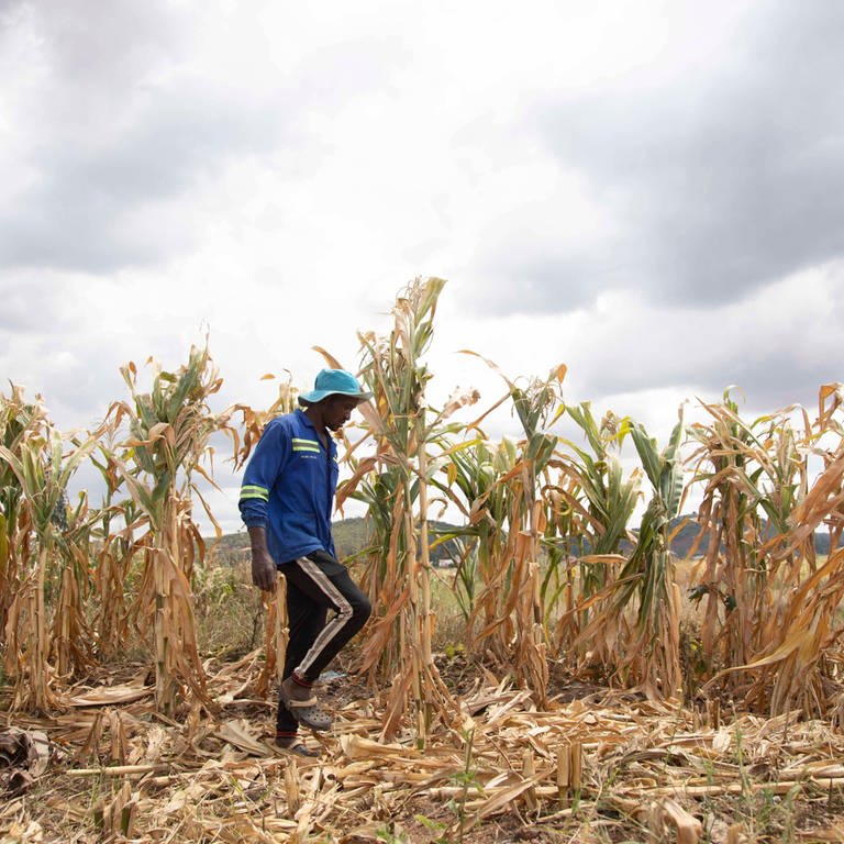 Ein Farmer schaut nach seinem Getreide in Harare, Simbabwe. (Foto: IMAGO, IMAGO / Xinhua)