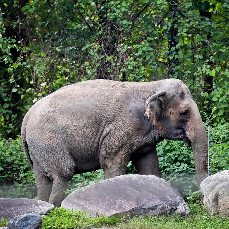 Elefant Happy Bronx Zoo New York (Foto: picture-alliance / Reportdienste, picture alliance/dpa/AP | Bebeto Matthews)