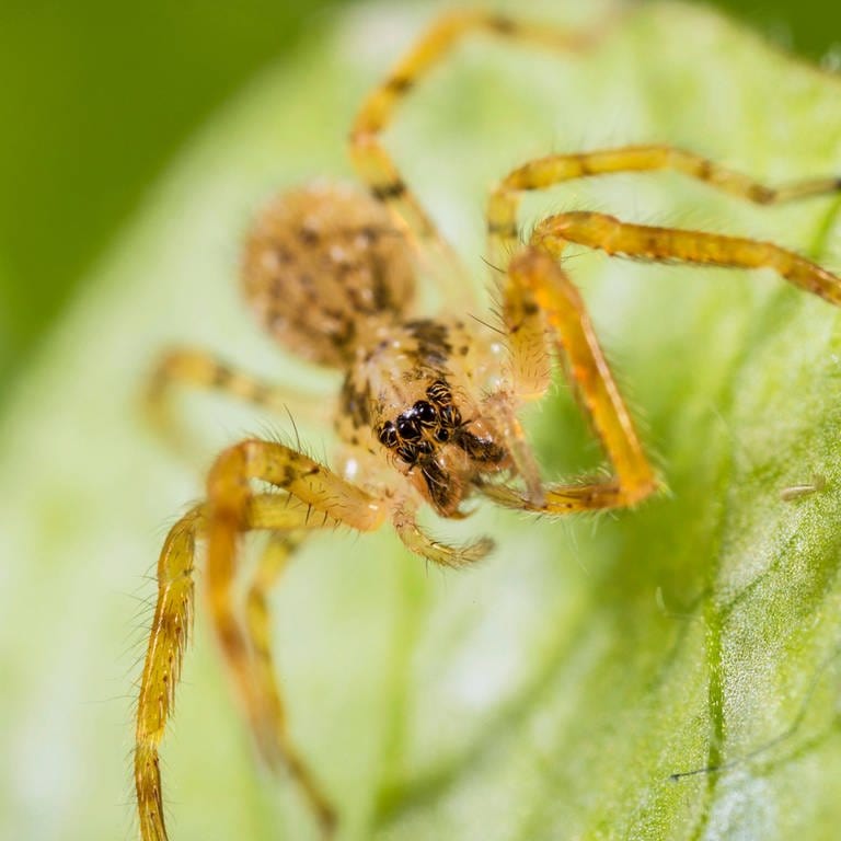 Nosferatu-Spinne, Nosferatuspinne (Zoropsis spinimana), Jungtier auf einem Blatt, Vorderansicht. (Foto: IMAGO, IMAGO / blickwinkel)