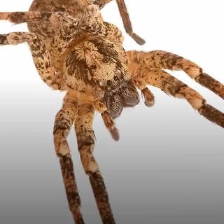 Eine Nosferatu-Spinne (Foto: SWR DASDING)