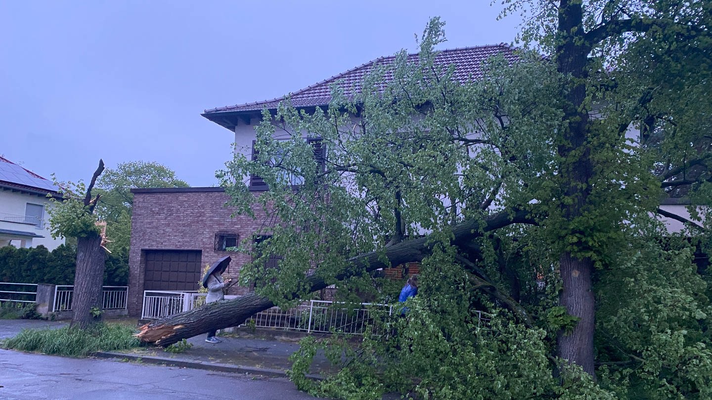 Ein umgestürzter Baum nach Sturm in Mannheim (Foto: SWR DASDING)