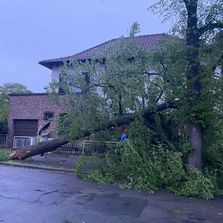 Ein umgestürzter Baum nach Sturm in Mannheim (Foto: SWR DASDING)