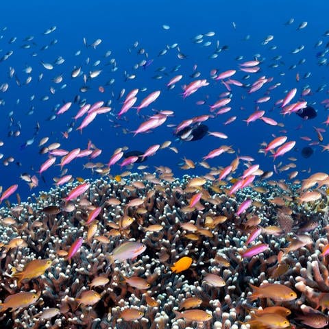 Forschende haben ein bislang unbekanntes Korallenriff vor den Galapagos-Inseln entdeckt. (Foto: IMAGO, IMAGO / imagebroker)