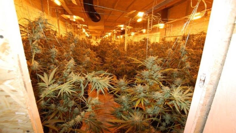 Die Kriminalpolizei Pirmasens hat in Schindhard im Kreis Südwestpfalz eine große Cannabisplantage ausgehoben. (Foto: Polizei Pirmasens)