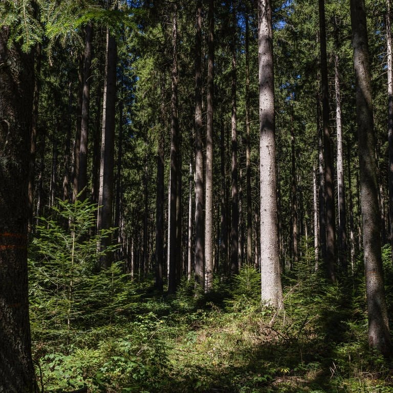 Von der Sonne angestrahlte Bäume stehen in einem Waldstück in Baden-Württemberg. Der Regen hat den Bäumen gut getan. (Foto: dpa Bildfunk, picture alliance/dpa | Philipp von Ditfurth)