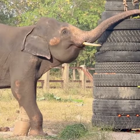 Chhouk der Elefant mit seiner Prothese