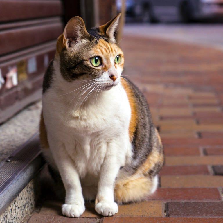 In Mannheim gibt es ab sofort eine Katzenschutzverordnung (Foto: IMAGO, Pexels / Jimmy Chan)