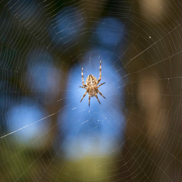 Eine Spinne (gemeine Kreuzspinne) sitzt in ihrem Spinnennetz. (Foto: IMAGO, blickwinkel)