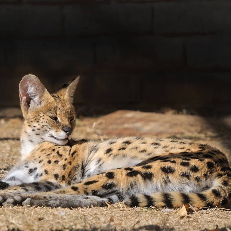 Eine Raubkatze - genauer: ein Serval - liegt auf dem Boden und sonnt sich.