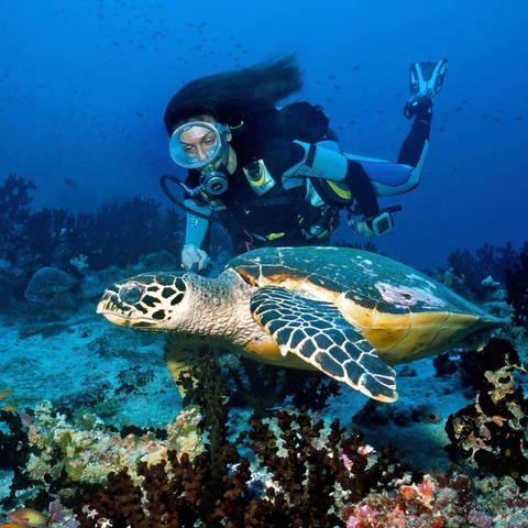 Taucherin beobachtet Schildkröte - In den USA gab es jetzt ein Konzert zum Schutz der Korallenriffe