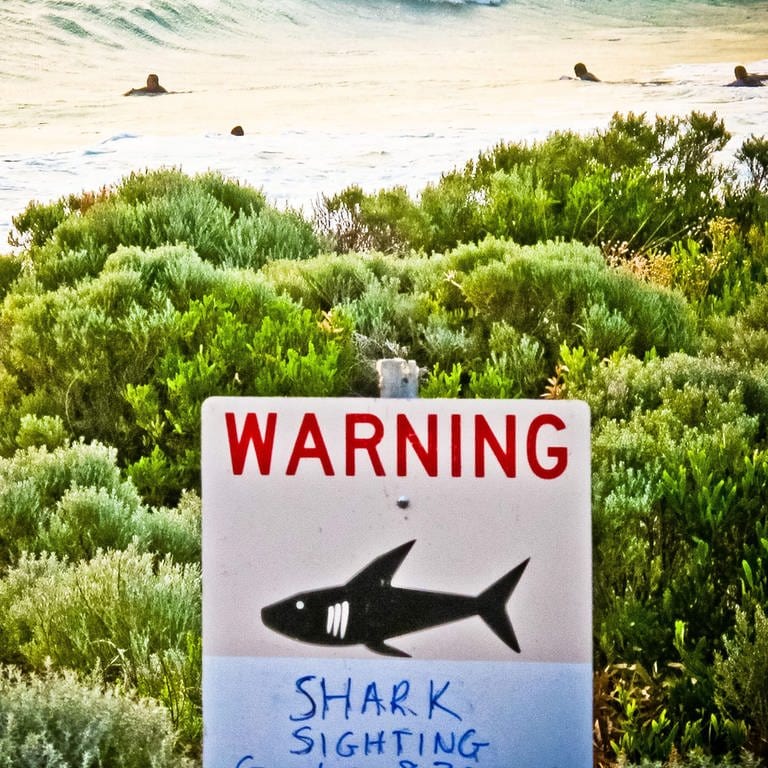 Ein Schild mit der Aufschrift "Warning shark sighting" (dt. Achtung Hai gesichtet) ist in der Nähe von Prevelly Beach aufgestellt.  (Foto: SWR DASDING, picture alliance/dpa/AAP | Rebecca Le May)