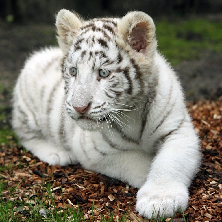 Ein weißes Tigerbaby liegt in einem Außengehege. (Archiv)
