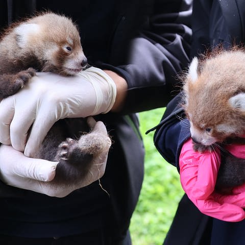 Im Karlsruher Zoo sind erstmals zwei Rote Pandas zur Welt gekommen - ein Männchen und ein Weibchen.