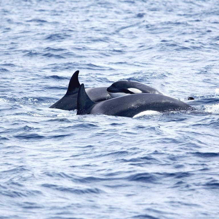 Orcas greifen in den Meeresengen von Gibralter Schiffe an –  (Foto: IMAGO, imagebroker)