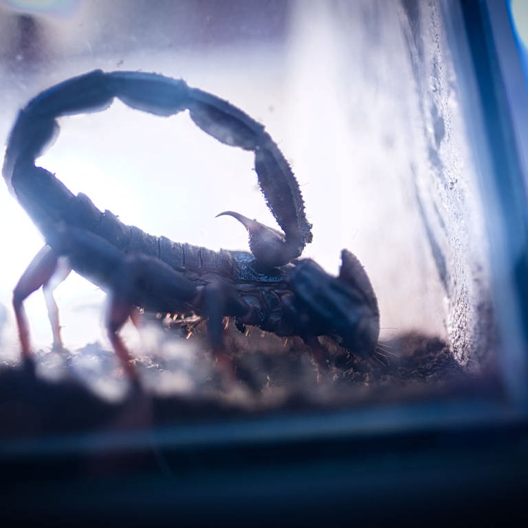 Ein Skorpion sitzt hinter einer Glasscheibe. In Göppingen hat ein Mann ein solches Tier im Haus gefunden. (Foto: dpa Bildfunk, picture alliance/dpa | Peter Steffen)