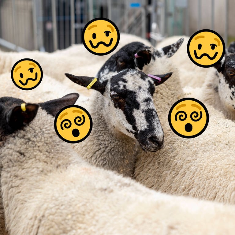 Schafe haben in Griechenland eine Cannabis-Plantage gefressen. Danach waren die Tiere komisch "drauf". (Foto: IMAGO, IMAGO / SOPA Images)
