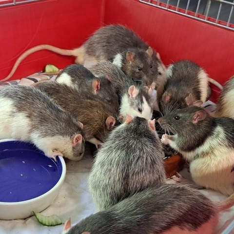 Ratten, die aus einer Karlsruher WG gerettet wurden (Foto: SWR DASDING, Tierheim Karlsruhe)
