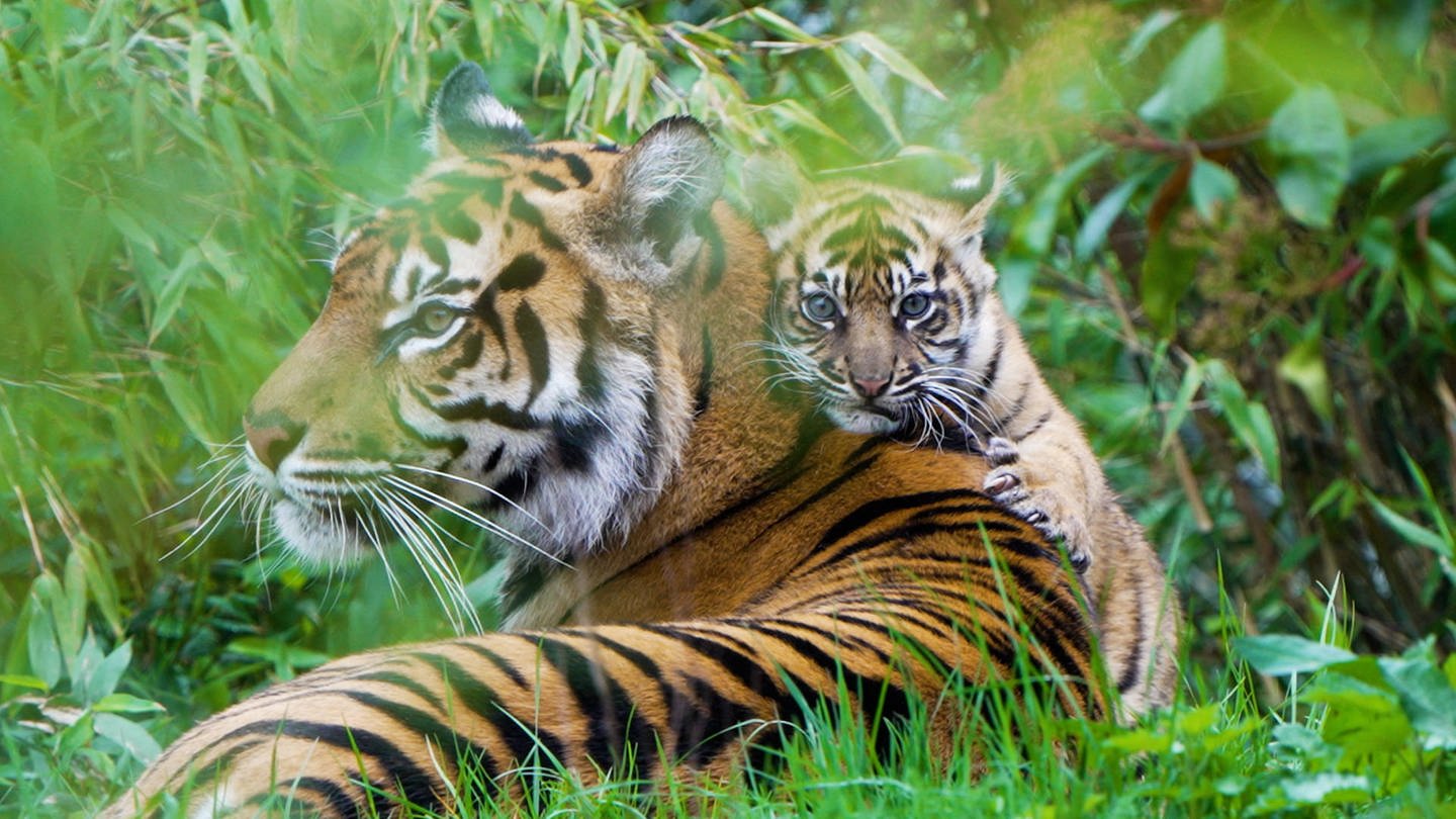 Sumatra-Tiger im Chester Zoo: Die Tiere kommen eigentlich nur in Waldgebieten der indonesischen Insel Sumatra vor. Die Art ist vom Aussterben bedroht: Es soll nur noch 350 Exemplare geben. (Foto: IMAGO, IMAGO / Cover-Bilder)