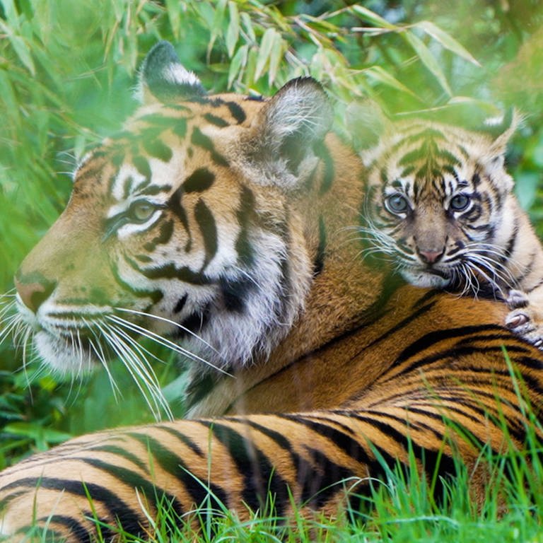 Sumatra-Tiger im Chester Zoo: Die Tiere kommen eigentlich nur in Waldgebieten der indonesischen Insel Sumatra vor. Die Art ist vom Aussterben bedroht: Es soll nur noch 350 Exemplare geben. (Foto: IMAGO, IMAGO / Cover-Bilder)