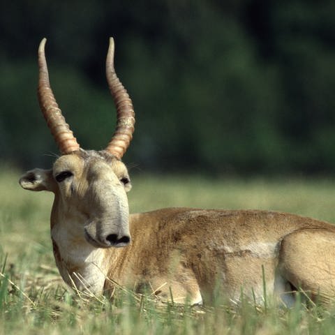 Die Population der Saiga-Antilope mit der Penis-Nase hat sich laut WWF erholt. In der Mongolei leben wieder mehr als 15.000 Tiere.