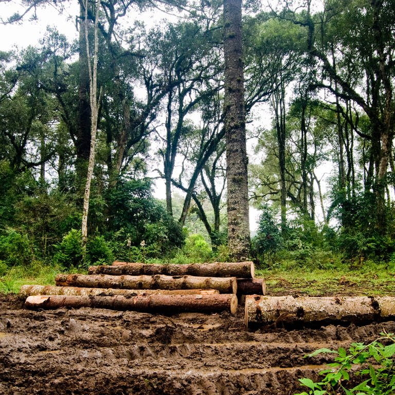 Abgeholzter Wald Brasilien