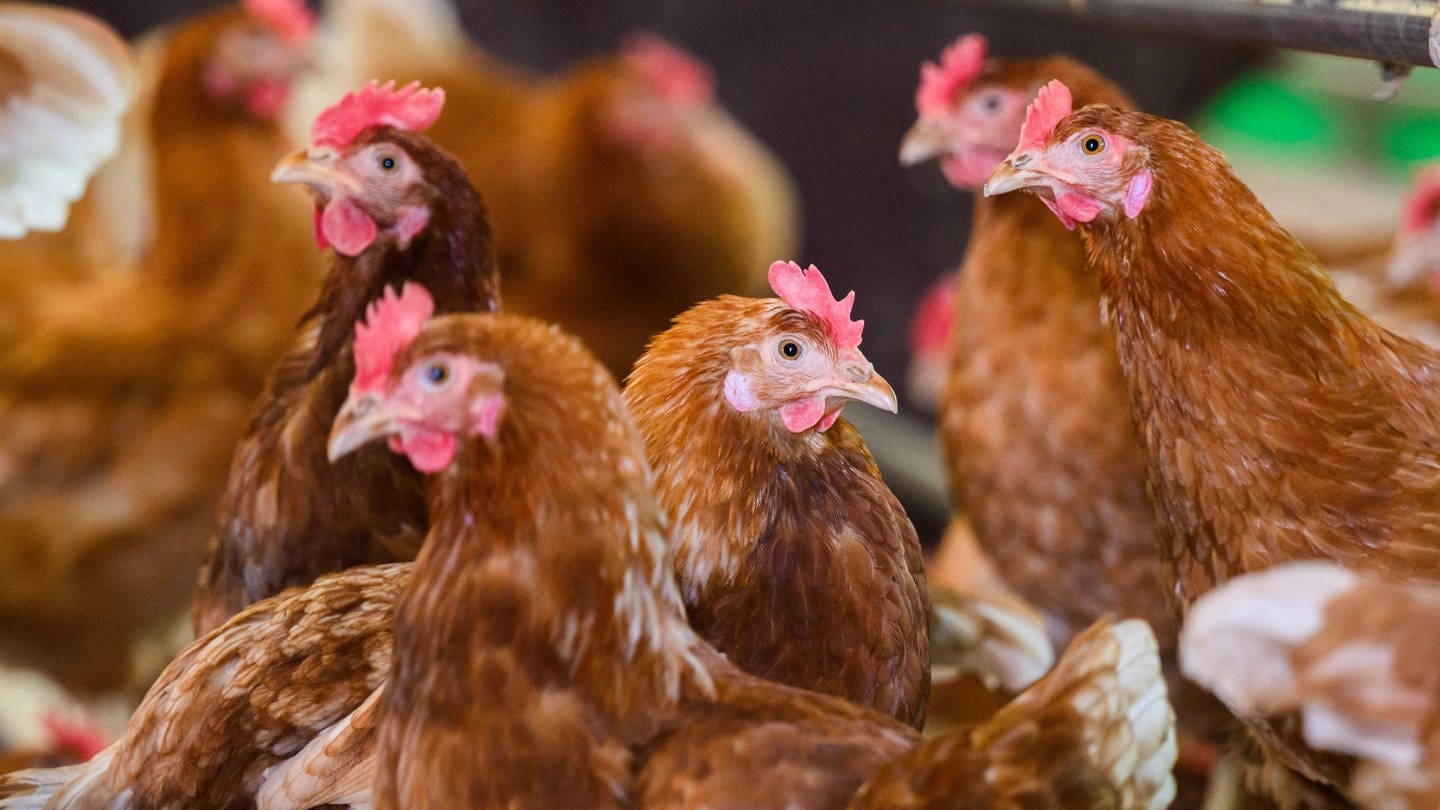 SYMBOLBILD: Hühner stehen in einem Stall eines Betriebes mit Eiern aus Freilandhaltung in der Region Hannover. (Foto: dpa Bildfunk, picture alliance/dpa | Julian Stratenschulte)