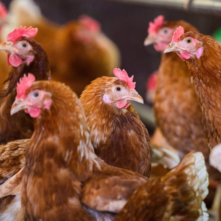 SYMBOLBILD: Hühner stehen in einem Stall eines Betriebes mit Eiern aus Freilandhaltung in der Region Hannover.  (Foto: dpa Bildfunk, picture alliance/dpa | Julian Stratenschulte)