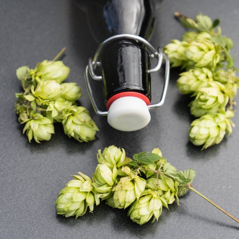 Eine Studie von Wissenschaftlern an den Universitäten Tübingen und Hohenheim zeigt, dass Inhaltsstoffe von Hopfen und Bier gegen Covid helfen können. (Foto: IMAGO, IMAGO / blickwinkel)