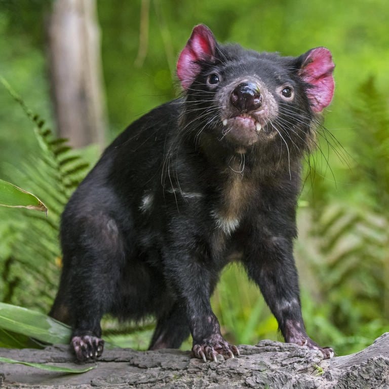 Tasmanischer Teufel (Foto: IMAGO, IMAGO / imagebroker (Archiv))