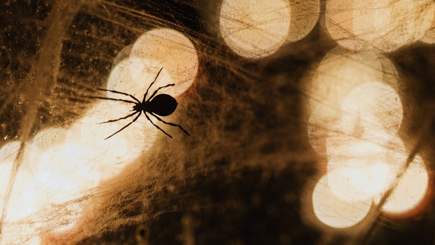 Eine Spinne sitzt in ihrem Spinnennetz (Foto: Pexels / Karolina Grabowska)