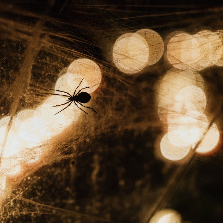 Eine Spinne sitzt in ihrem Spinnennetz (Foto: Pexels / Karolina Grabowska)