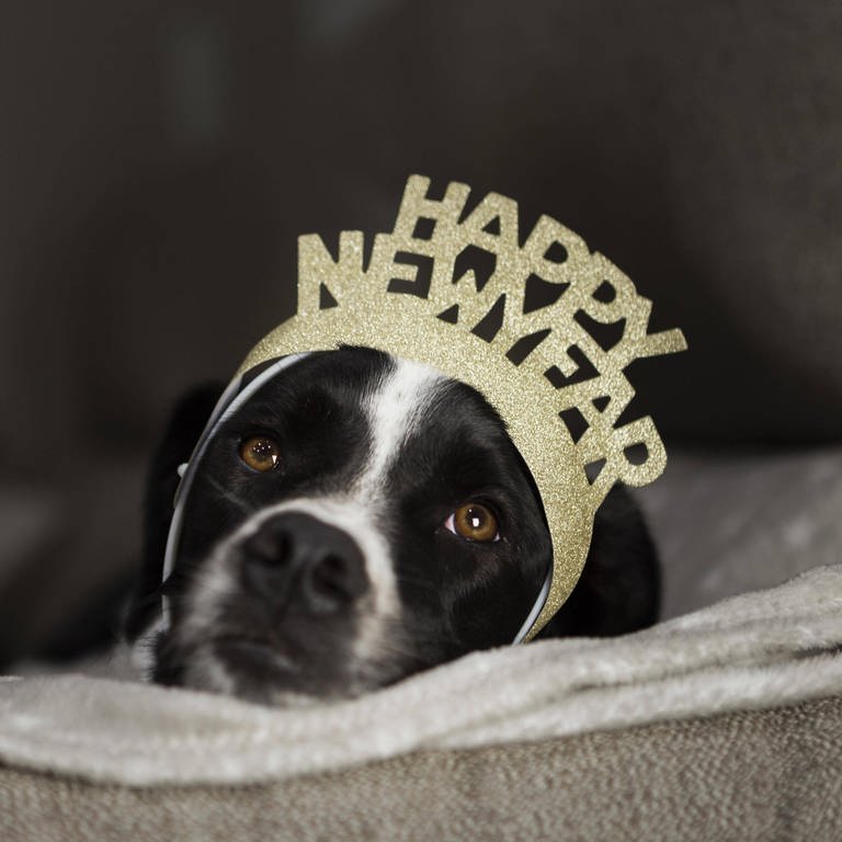 Hund mit Frohes Neues Jahr Krone  (Foto: IMAGO, IMAGO / imagebroker)
