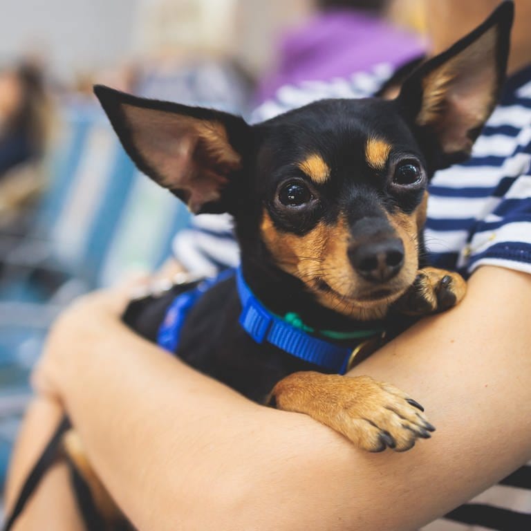 Hund auf dem Arm seiner Besiterzin in der Flughafenhalle. Wenn Hunde Angst vorm Silvester-Feuerwerk haben, gelten Flughäfen als Tipp. (Foto: SWR DASDING, IMAGO / Pond5 Images)