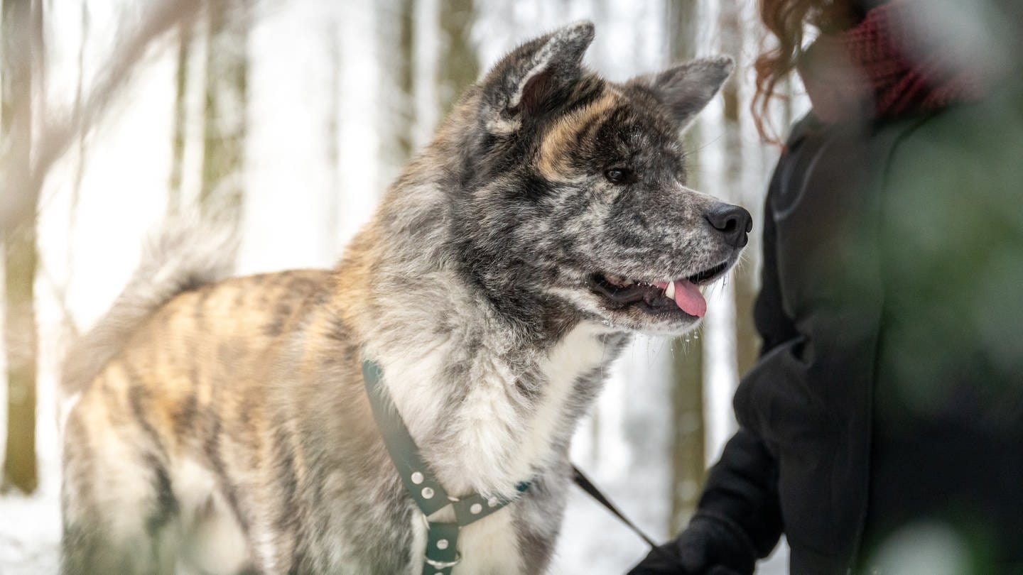 Frau mitwarmer Kleidung geht mit ihrem Hund mit grauem Fell im Winter bei Schnee spazieren. (Foto: SWR DASDING, IMAGO / Panthermedia)