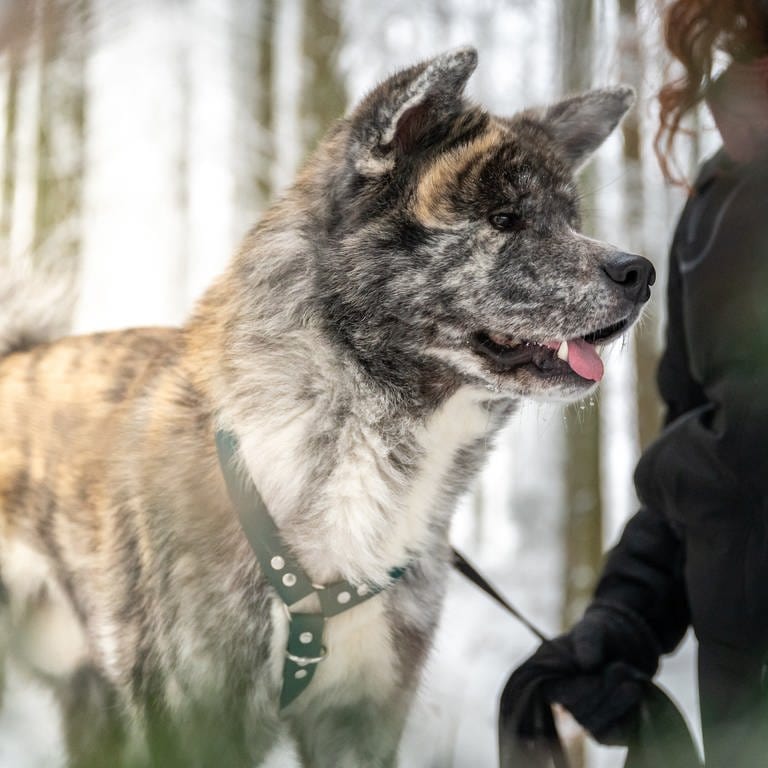 Frau mitwarmer Kleidung geht mit ihrem Hund mit grauem Fell im Winter bei Schnee spazieren.